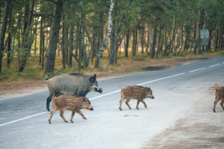 Sangliers traversant sans prévenir