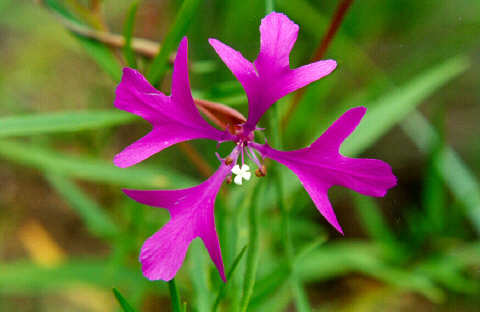 Clarkia pulchella, la plante grâce à laquelle a été découvert le mouvement brownien