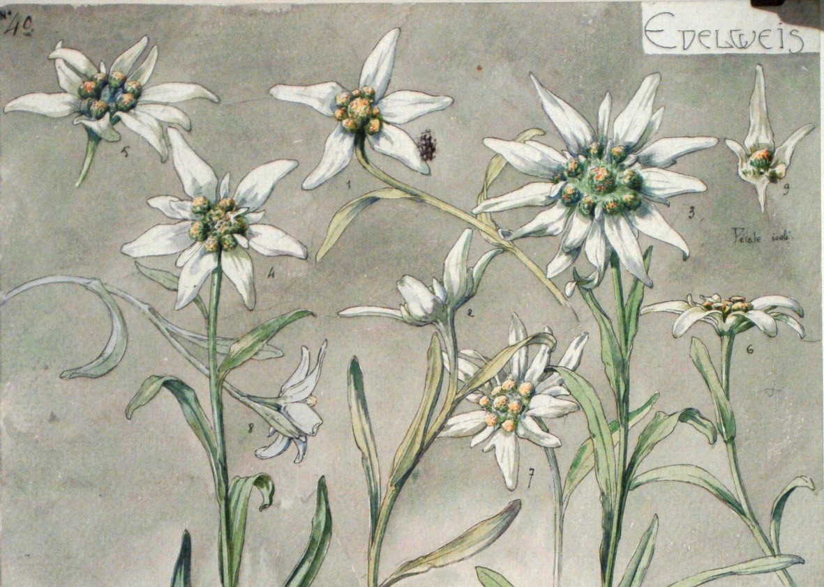 Etude d'Edelweiss par Henri Bergé, Musée de l'École de Nancy